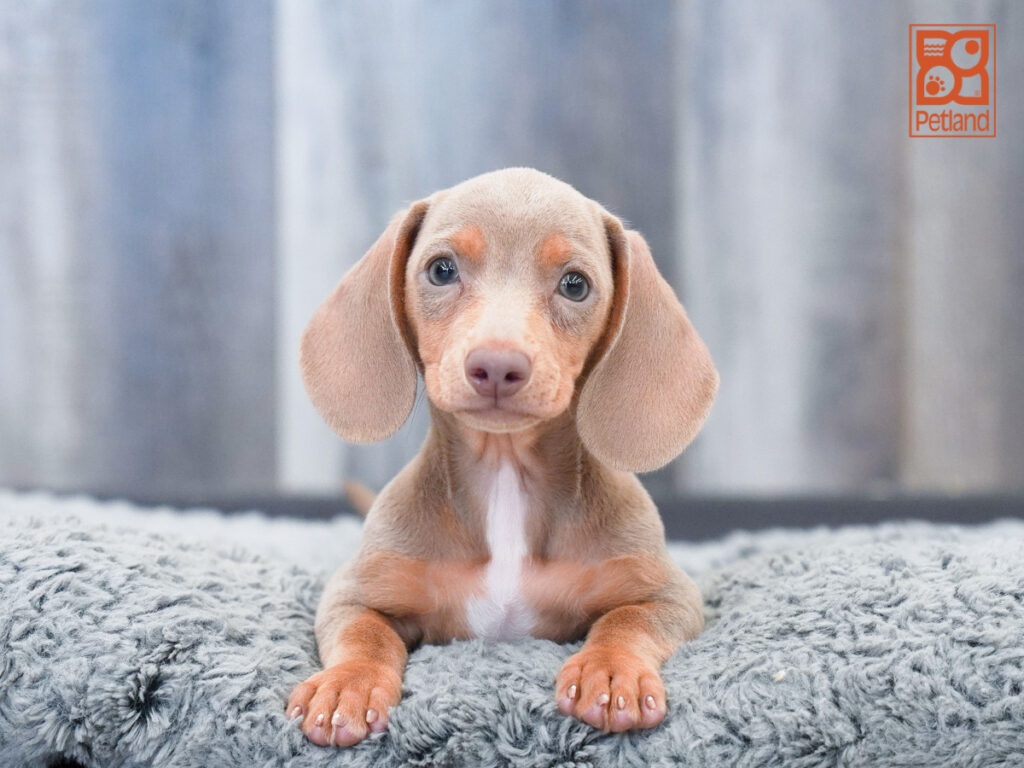 Dakota - Dachshund