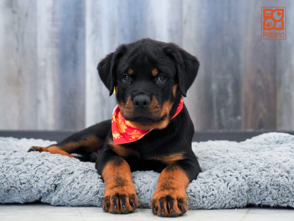 Alfie - Rottweiler