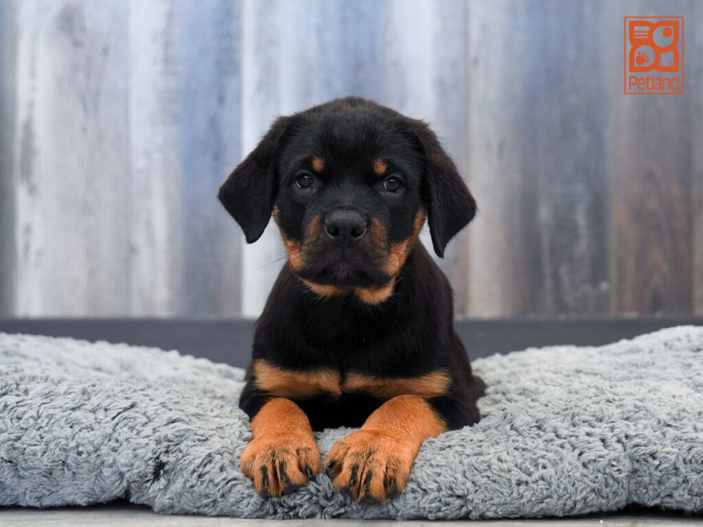 Aiden - Rottweiler