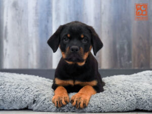 Petland Largo Florida Rottweiler puppy available