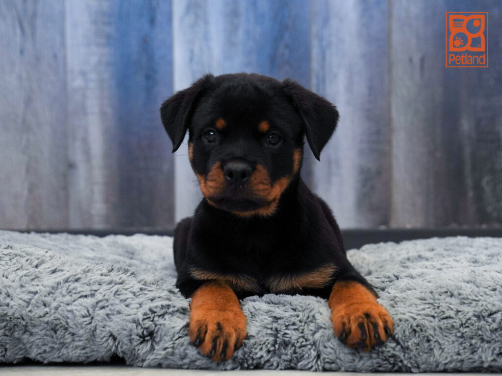 Emmett - Rottweiler