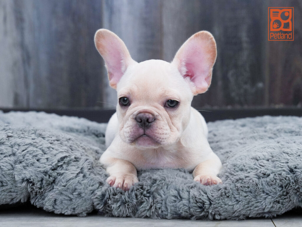 Yogi - French Bulldog
