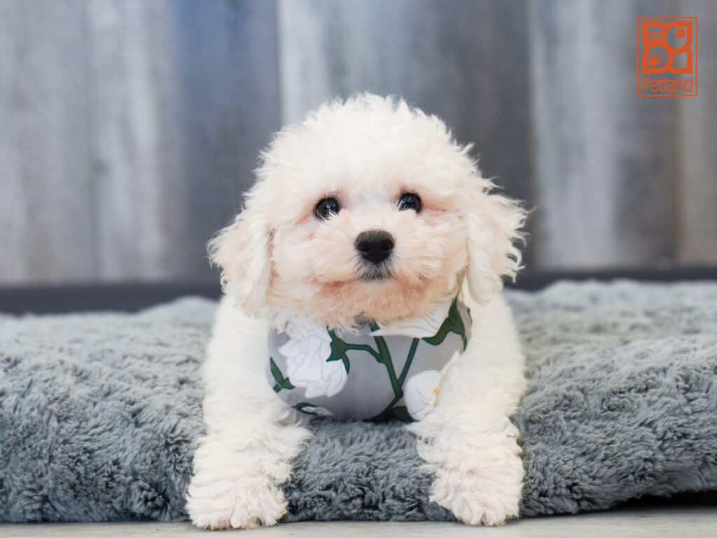 Dane - Bichon Frise