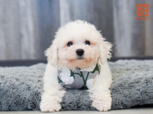 Petland Largo Florida Bichon Frise puppy available