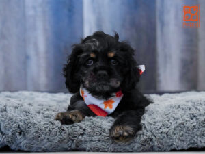 Cocker Spaniel