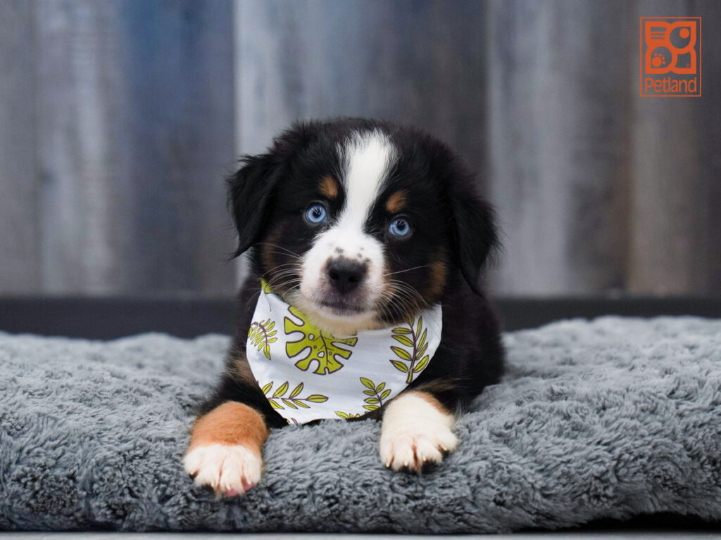 Jake - Australian Shepherd