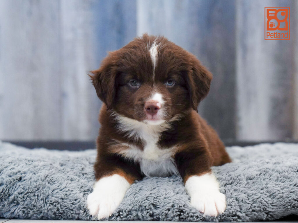 Destiny - Australian Shepherd