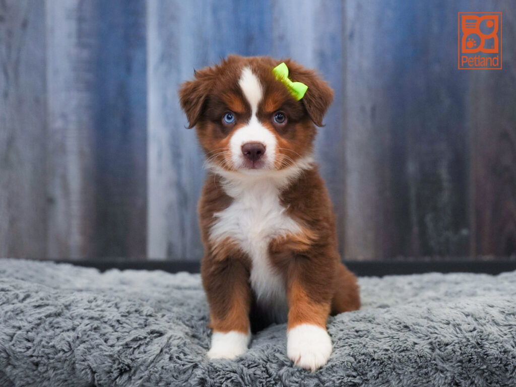 Sheba - Mini American Shepherd