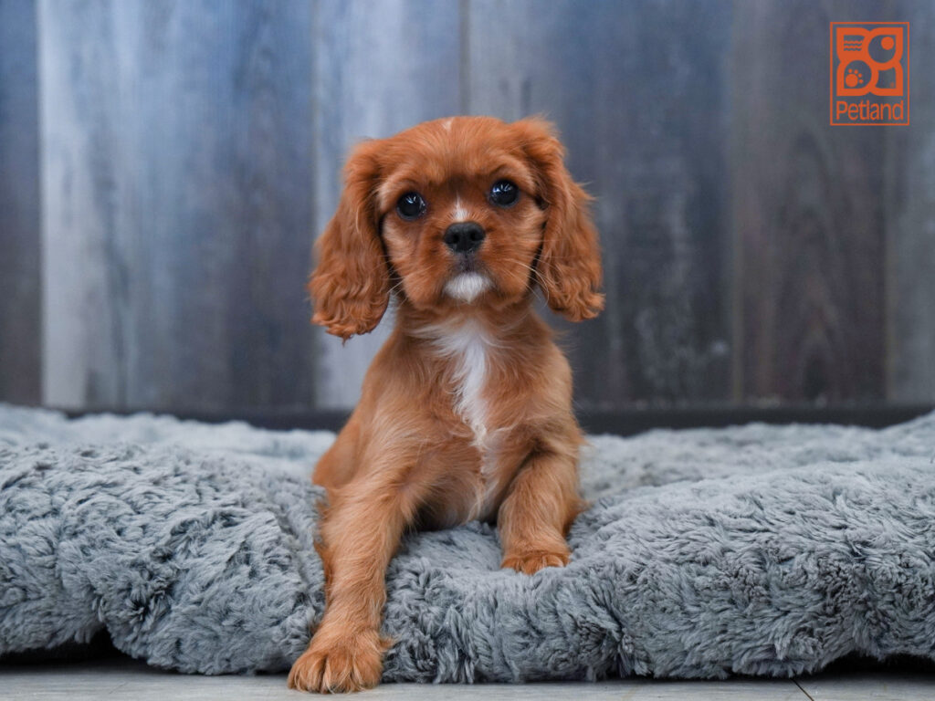 Liberty - Cavalier King Charles