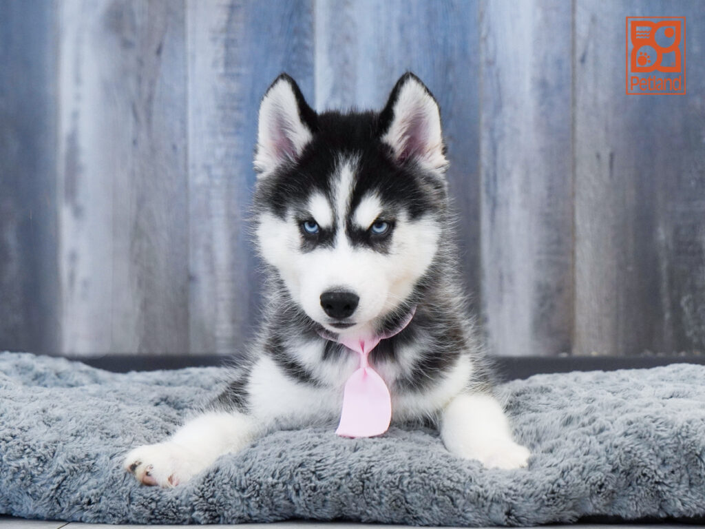 Winston - Siberian Husky