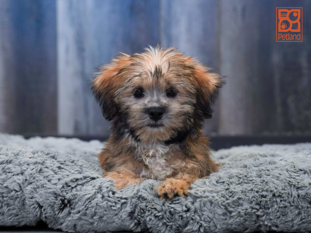 Kobe - Shorkie