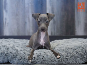 Petland Largo Florida Italian Greyhound puppy available