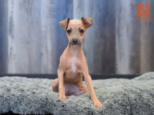Petland Largo Florida Italian Greyhound puppy available