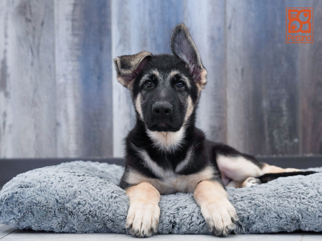Porter - German Shepherd