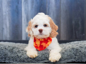 Cockapoo