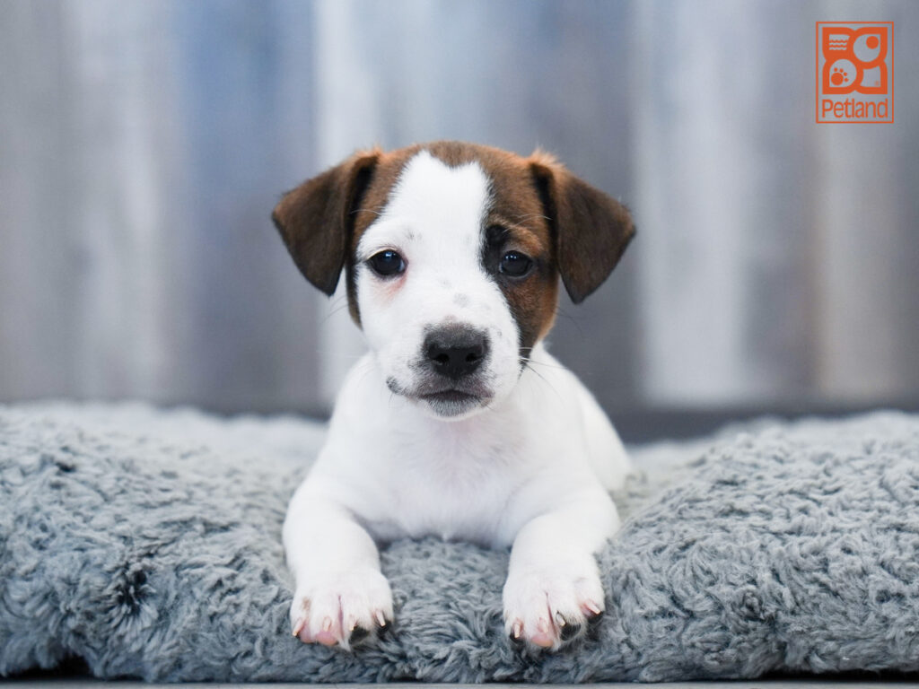Tesla - Jack Russell Terrier