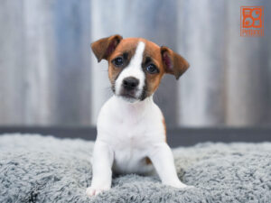 Jack Russell Terrier