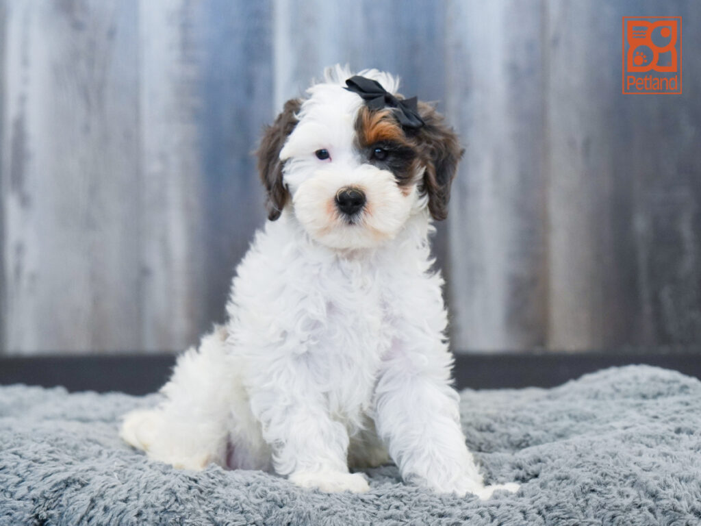Mocha - Mini Goldendoodle 2nd Gen