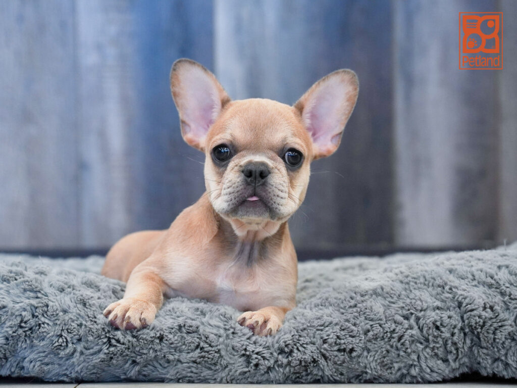 Ibby - French Bulldog