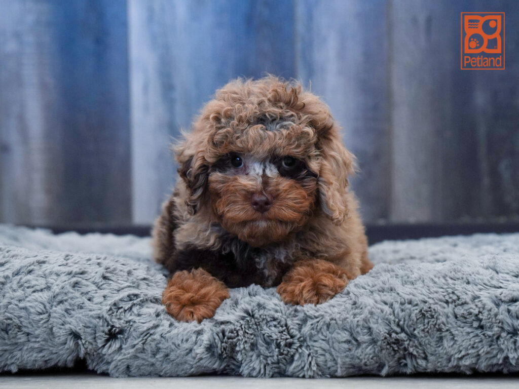 Yoshi - Poodle