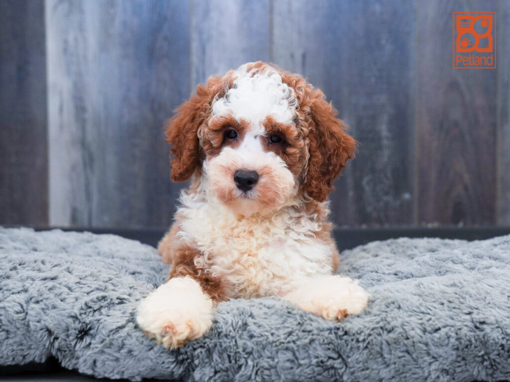 Ringo - Poodle