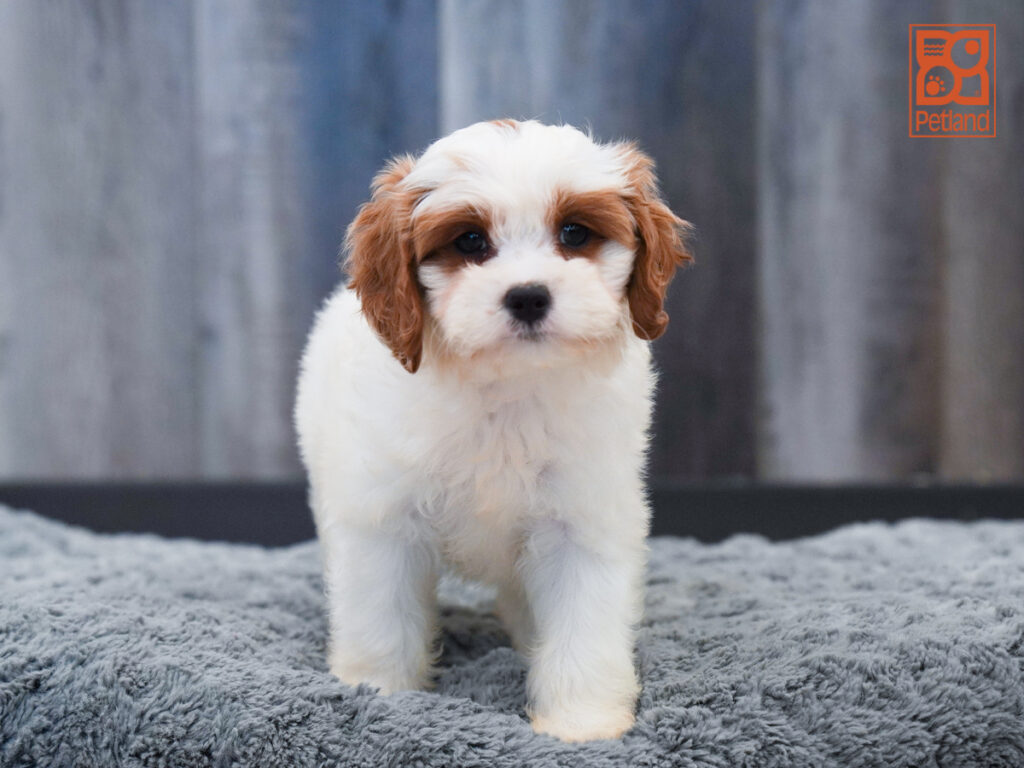 Eva - Cavapoo