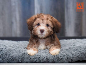 Petland Largo Florida Havanese puppy available