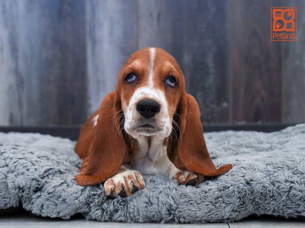 Peanut - Basset Hound