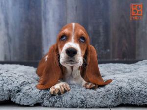 Petland Largo Florida Basset Hound puppy available