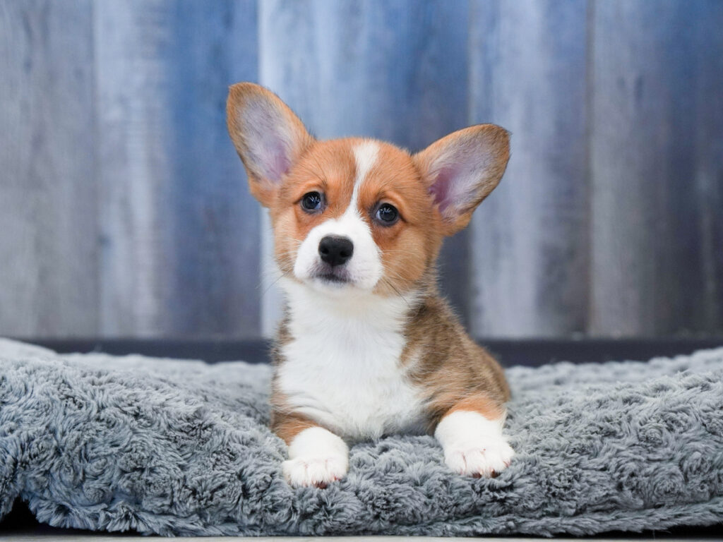 Ivy - Pembroke Welsh Corgi