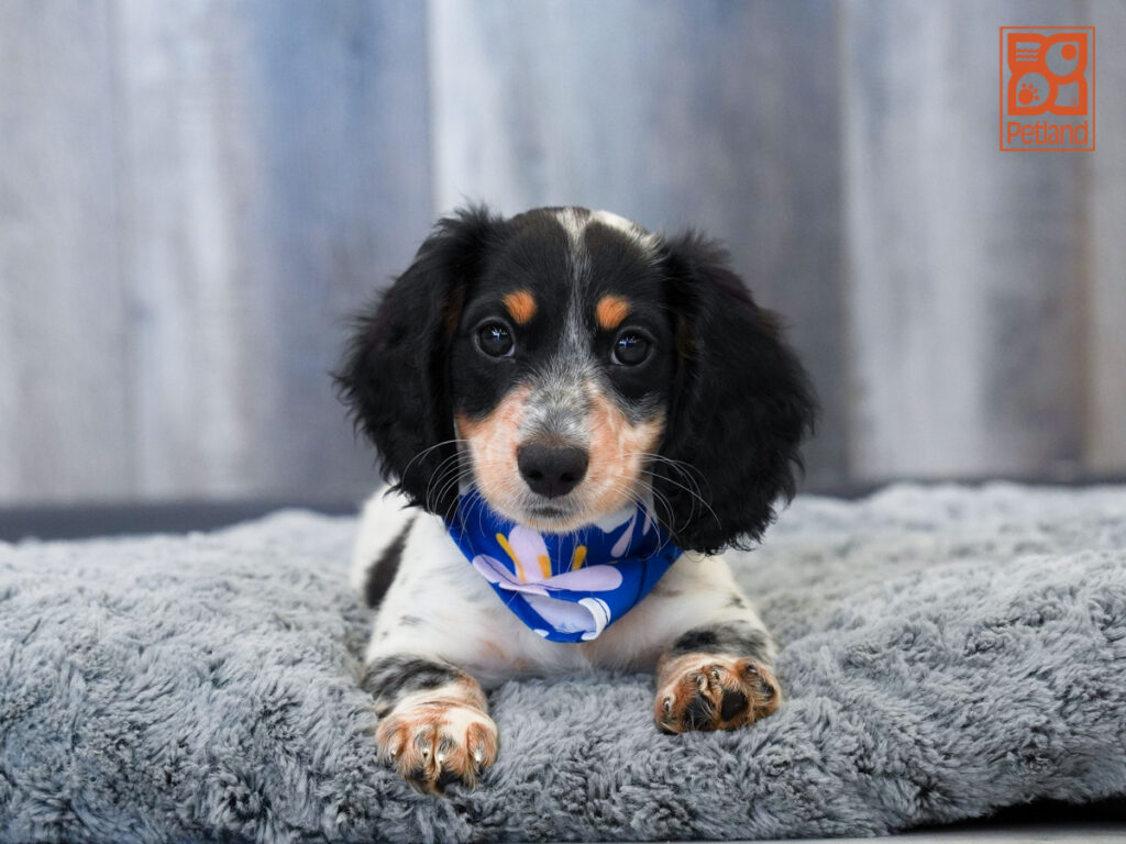 Kobe - Dachshund