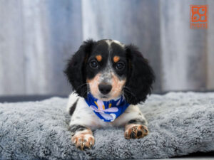 Dachshund
