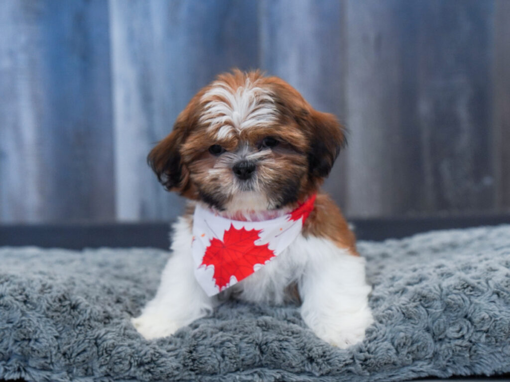 Ozzy - Shih Tzu