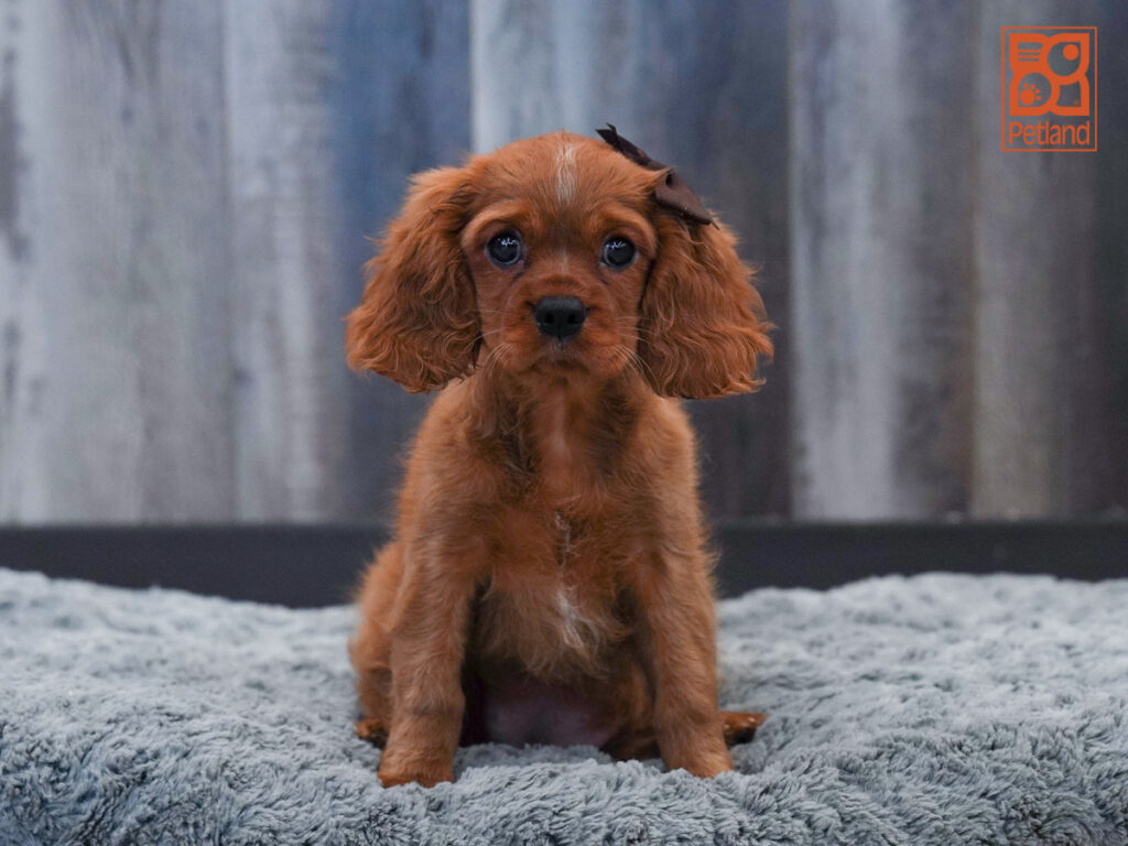 Stella - Cavalier King Charles