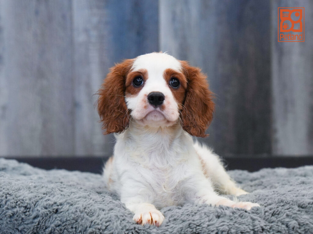 Sally - Cavalier King Charles