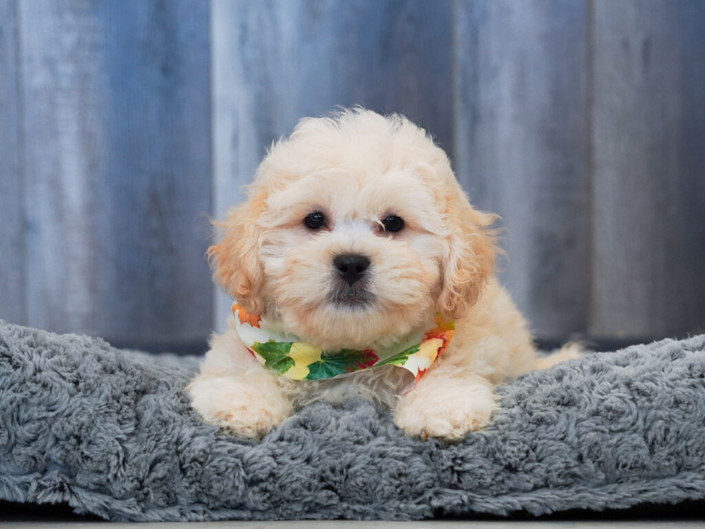 Levi - Teddy Bear