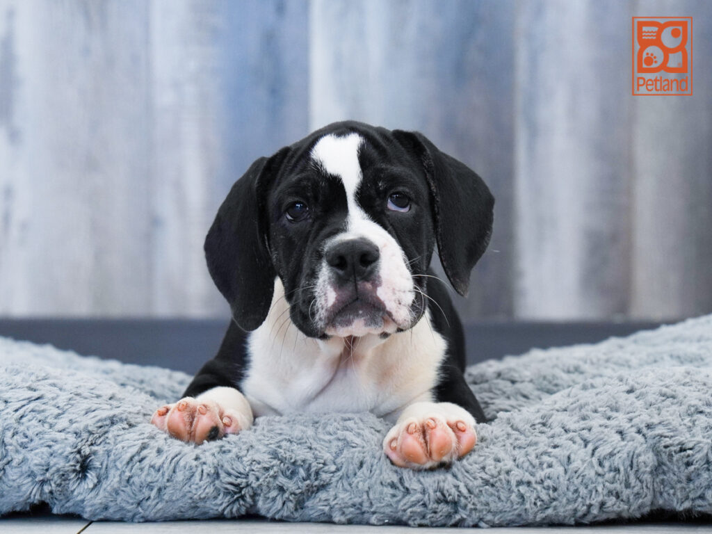 Mocha - Beabull 2nd Gen