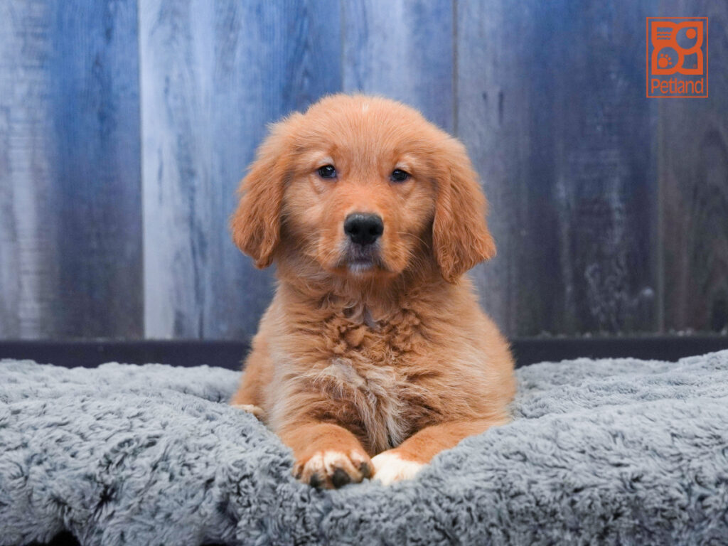 Titus - Golden Retriever