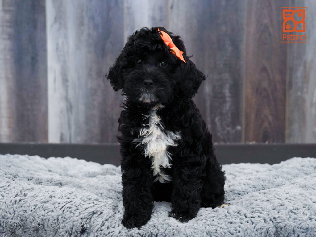 Izzy - Goldendoodle 2nd Gen