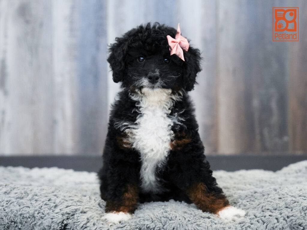 Lucky - Mini Bernedoodle 2nd Gen