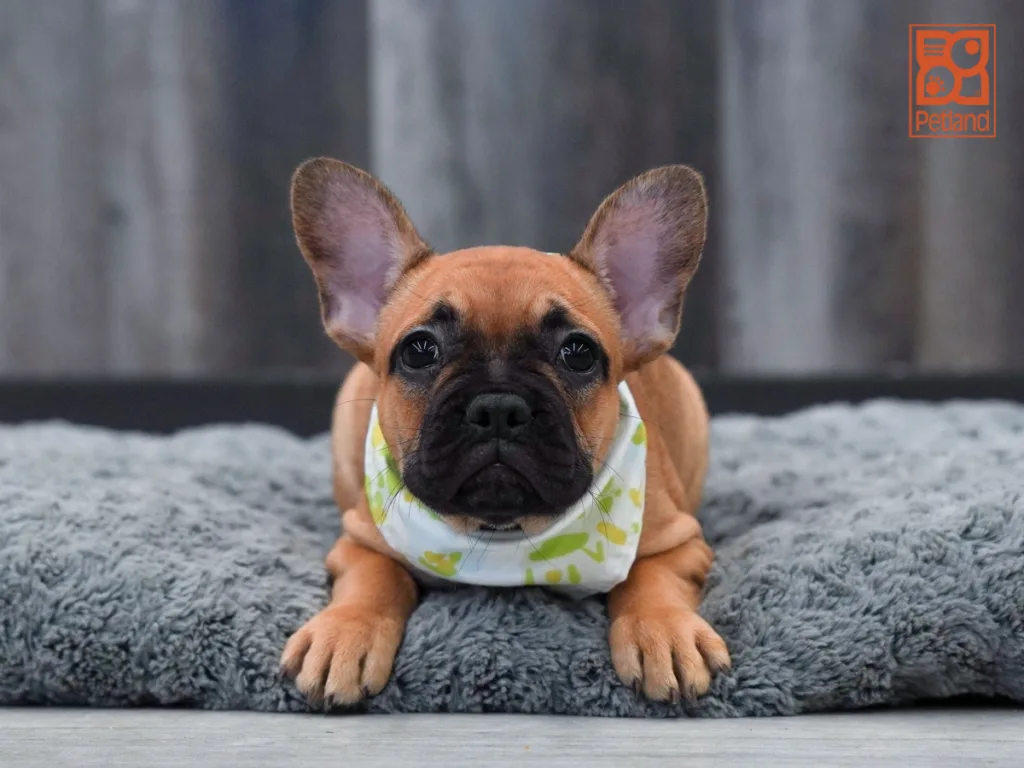 Morris - French Bulldog