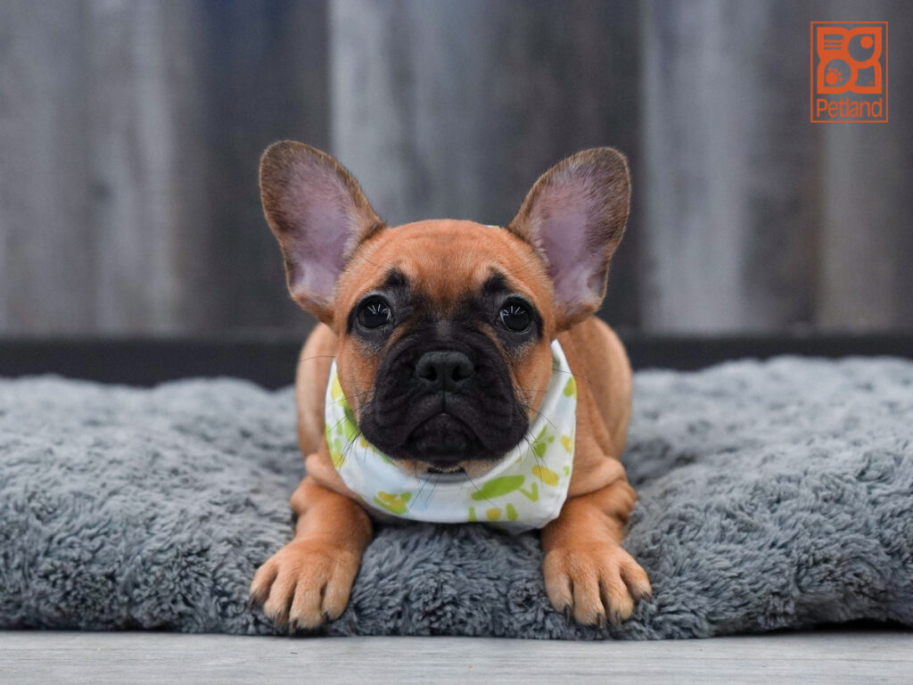 Morris - French Bulldog
