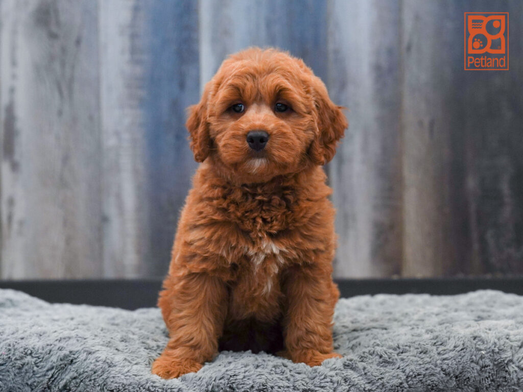 Harley - Mini Goldendoodle
