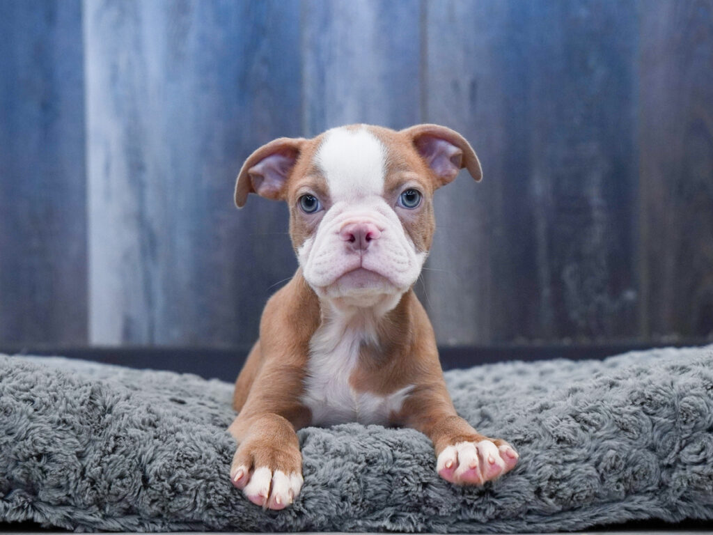 Sammy - Boston English Bulldog