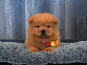 Petland Largo Florida Chow Chow puppy available