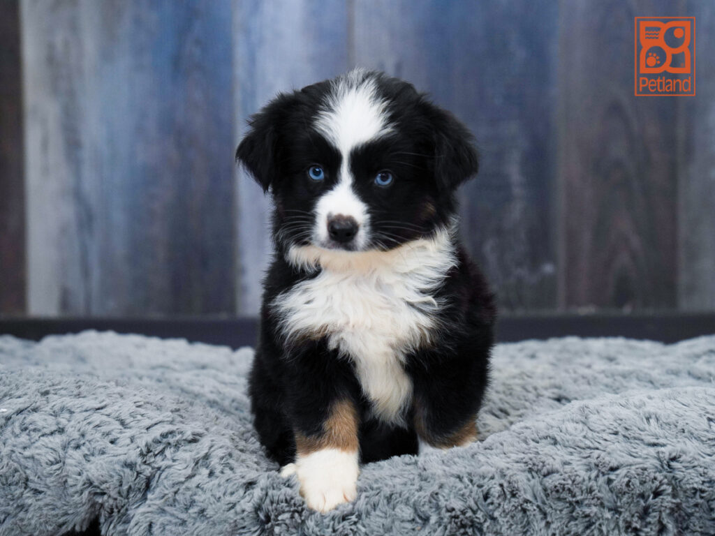 Levi - Mini Australian Shepherd