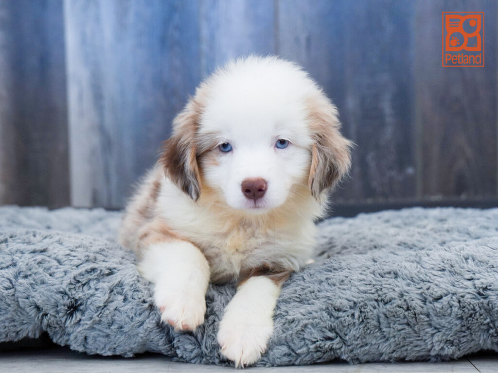 Maximus - Mini Australian Shepherd