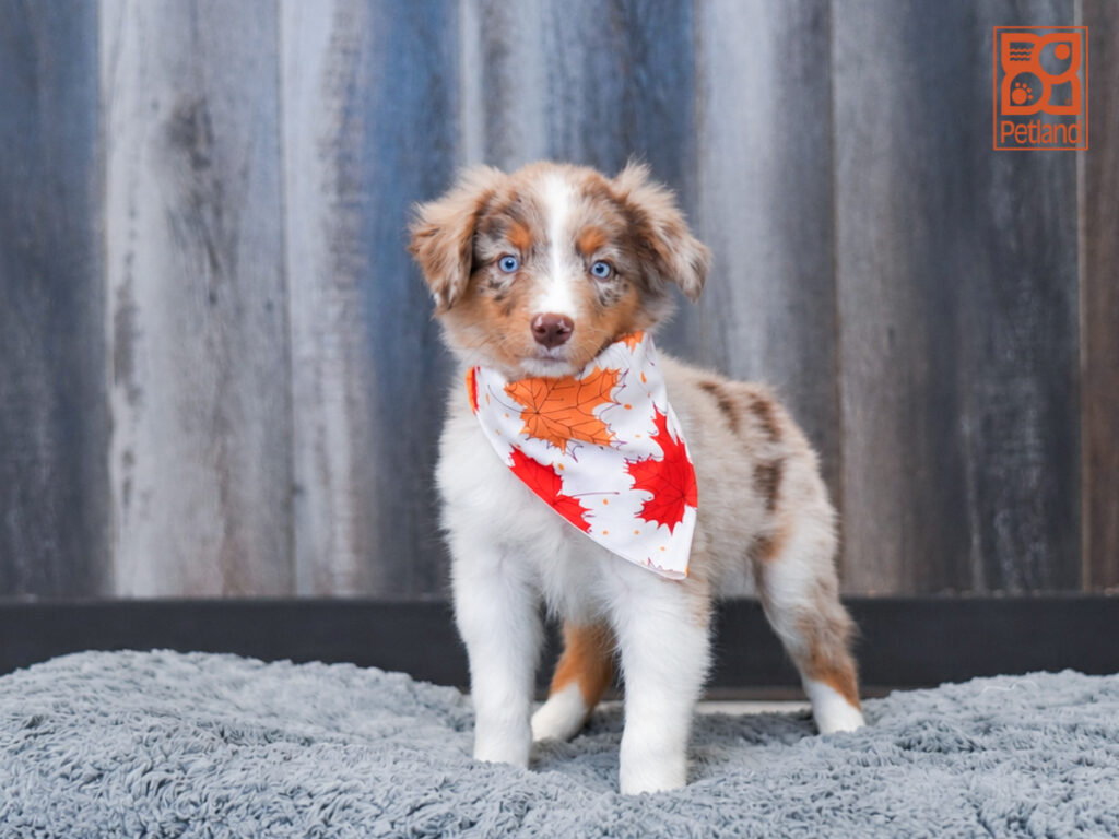 King - Mini Australian Shepherd