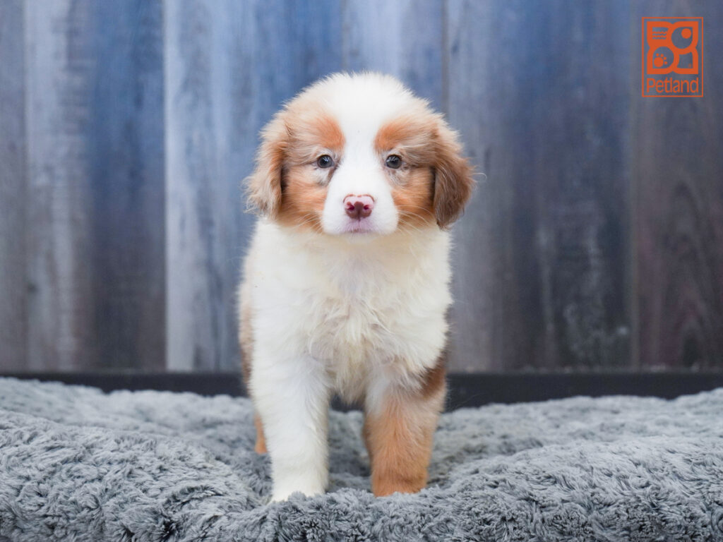 Hope - Mini Australian Shepherd
