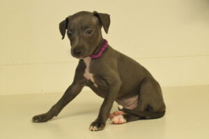 Petland Largo Florida Italian Greyhound puppy available